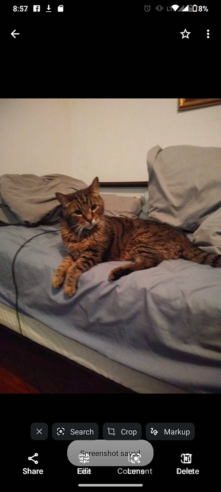 Stanley is registered to the contest to win money with this photo: bed, bedding, brown, carnivore, cat, comfort, eye, felidae, flooring, furniture, grey, hardwood, linens, mammal, small_to_medium_sized_cats, tail, textile, vertebrate, whiskers, wood