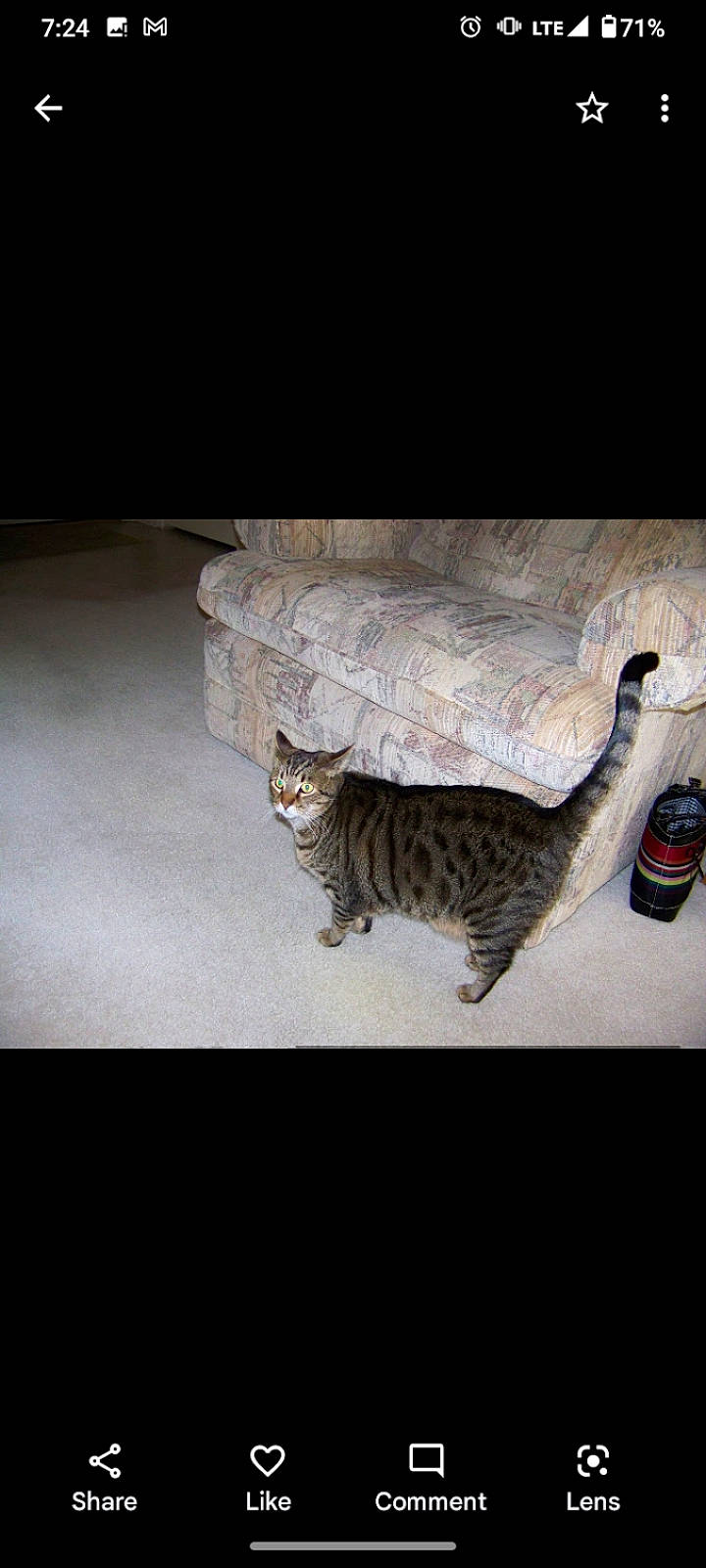 Stanley joined the competition — help win amazing prizes! automotive_tire, bottle, carnivore, cat, domestic_short_haired_cat, door, felidae, flooring, fur, grey, metal, paw, rectangle, small_to_medium_sized_cats, snout, still_life_photography, tail, terrestrial_animal, whiskers, wood