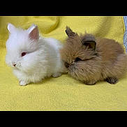 Susan And Sharon joined the competition — help win amazing prizes! cat, ear, fawn, felidae, fur, iris, kitten, mammal, photo_caption, rabbit, rabbits_and_hares, ragdoll, rodent, skin, small_to_medium_sized_cats, vertebrate, whiskers