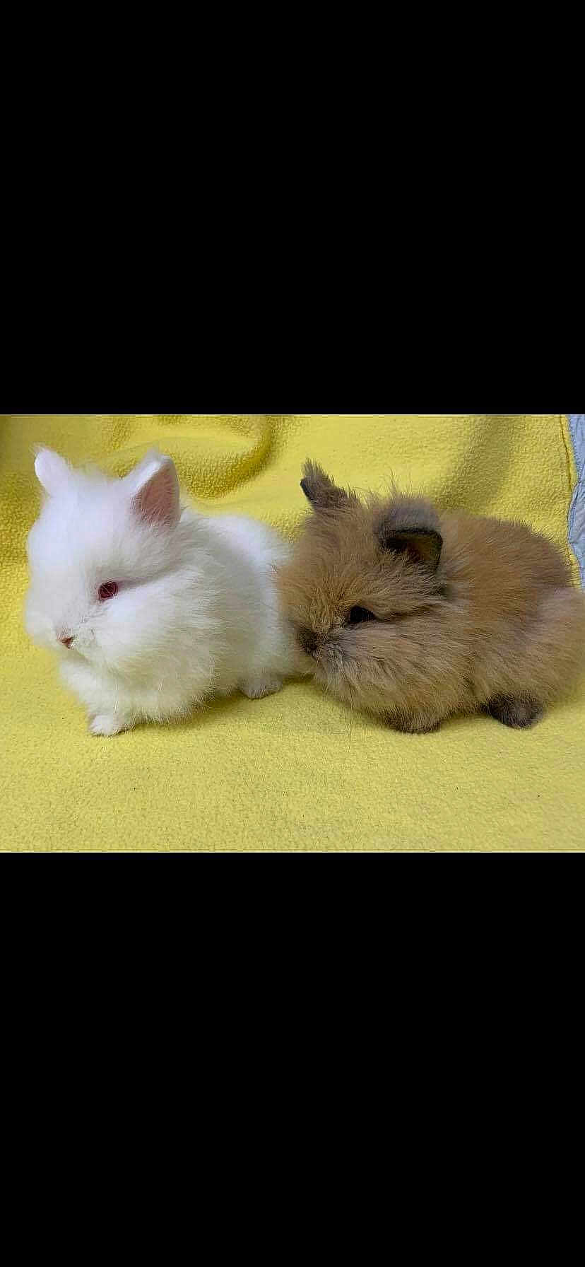 Susan And Sharon