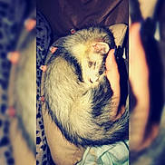 Milo is registered to the contest to win money with this photo: carnivore, cat, child, cloud, ear, eye, felidae, ferret, fur, gerbil, hand, kitten, leg, love, night, nose, sky, small_to_medium_sized_cats, tail, whiskers