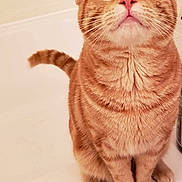 Cali is registered to the contest to win money with this photo: american_shorthair, arabian_mau, asian, australian_mist, british_semi_longhair, british_shorthair, carnivore, cat, domestic_short_haired_cat, european_shorthair, fawn, felidae, kitten, mammal, munchkin, small_to_medium_sized_cats, snout, tabby_cat, vertebrate, whiskers