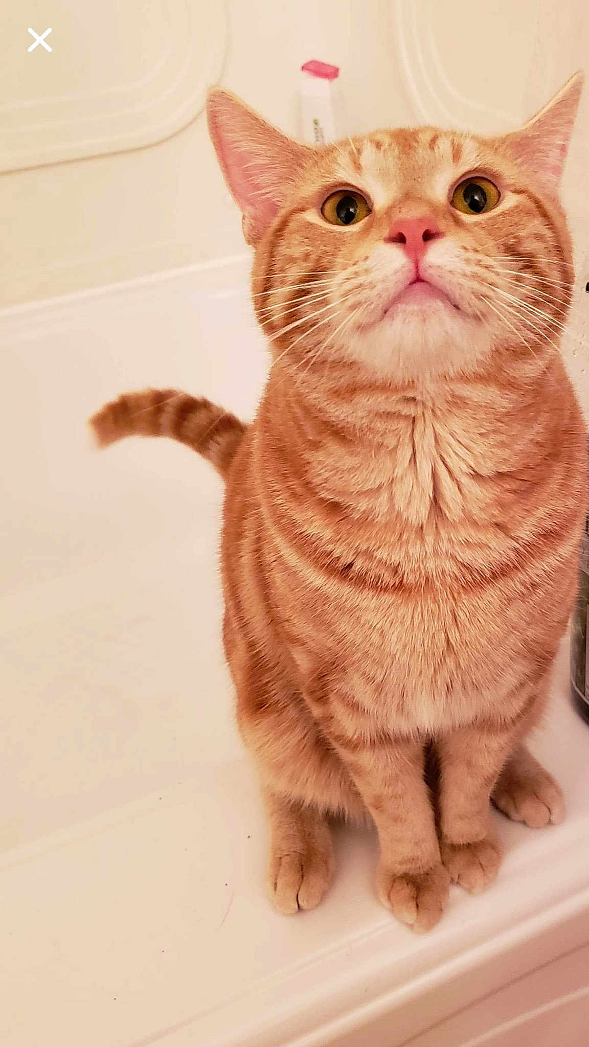 Cali is registered to the contest to win money with this photo: american_shorthair, arabian_mau, asian, australian_mist, british_semi_longhair, british_shorthair, carnivore, cat, domestic_short_haired_cat, european_shorthair, fawn, felidae, kitten, mammal, munchkin, small_to_medium_sized_cats, snout, tabby_cat, vertebrate, whiskers