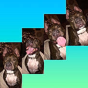 Thurston joined the competition — help win amazing prizes! american_pit_bull_terrier, american_staffordshire_terrier, ancient_dog_breeds, bandog, cane_corso, canidae, carnivore, companion_dog, dog, dog_breed, dog_collar, fawn, french_bulldog, mammal, non_sporting_group, olde_english_bulldogge, pit_bull, renascence_bulldogge, snout, staffordshire_bull_terrier