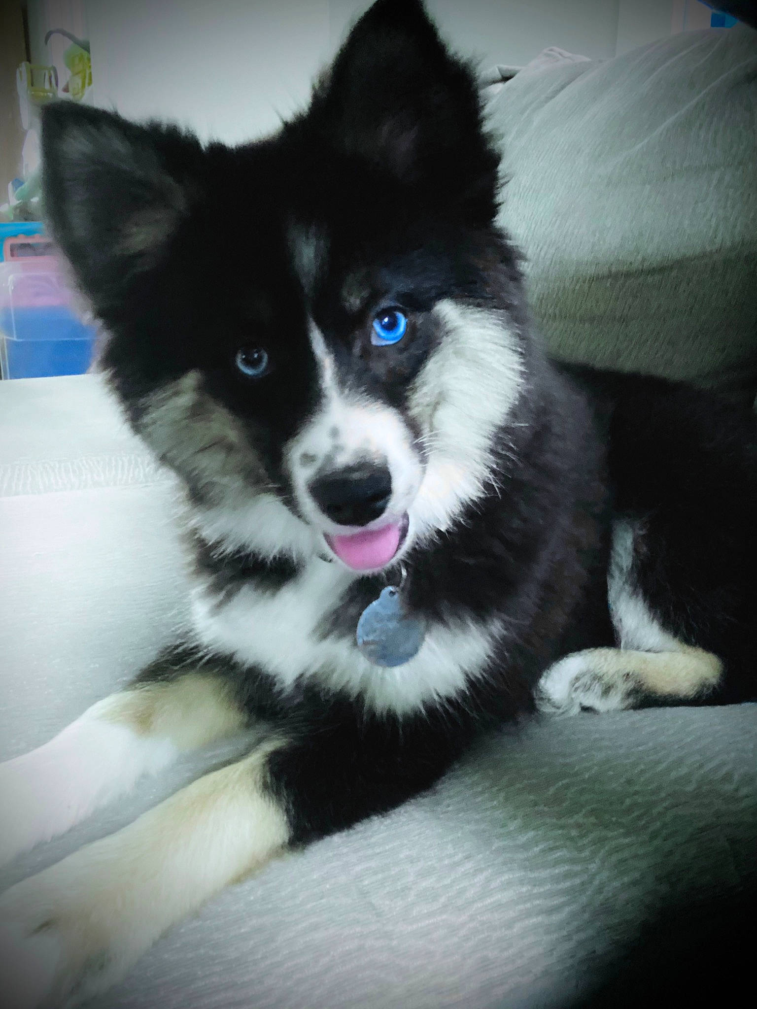 Granger joined the competition — help win amazing prizes! canidae, carnivore, companion_dog, dog, dog_breed, electric_blue, fur, herding_dog, non_sporting_group, sled_dog, snout, sporting_group, whiskers, working_animal, working_dog