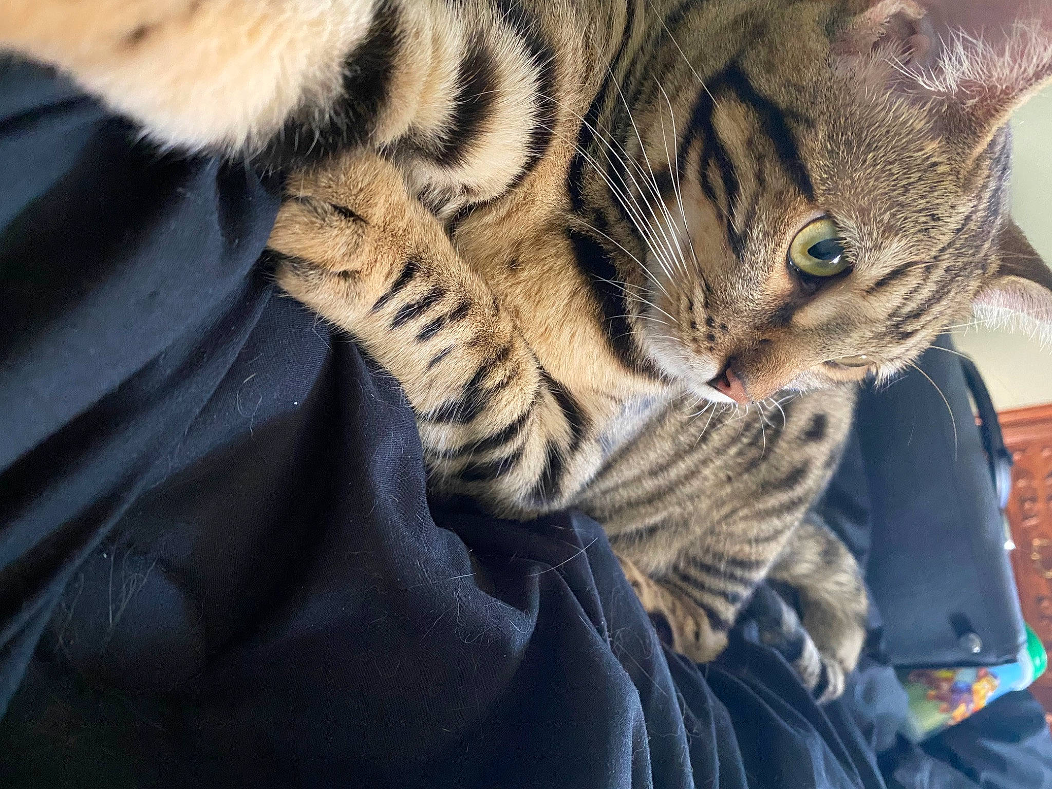 Luna joined the competition — help win amazing prizes! bengal_tiger, big_cats, carnivore, cat, claw, comfort, domestic_short_haired_cat, electric_blue, eye, felidae, fur, paw, siberian_tiger, small_to_medium_sized_cats, snout, tail, terrestrial_animal, whiskers, wildlife