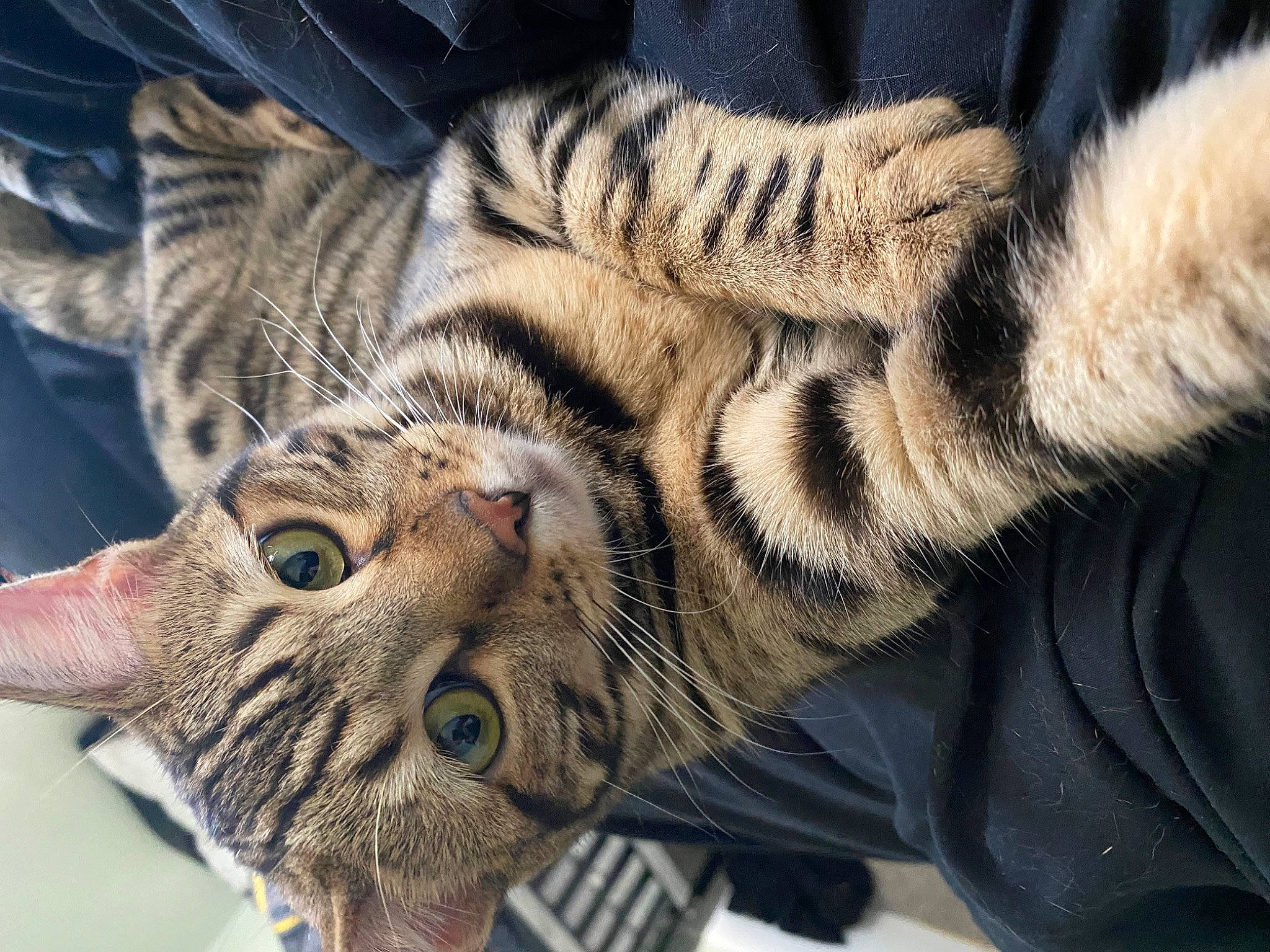 Luna joined the competition — help win amazing prizes! carnivore, cat, cat_supply, claw, close_up, comfort, domestic_short_haired_cat, eye, felidae, fur, nap, pattern, paw, small_to_medium_sized_cats, snout, terrestrial_animal, vertebrate, whiskers, wildlife, wrinkle