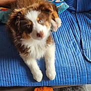 Bao participe au concours pour gagner de l'argent avec cette photo : puppy, dog, brown, white, fluffy, blanket, blue, pillow, couch, indoor, pet, toy, plush, carpet, furniture, animal, cute, resting, blurred, cozy