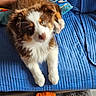 puppy, dog, brown, white, fluffy, blanket, blue, pillow, couch, indoor, pet, toy, plush, carpet, furniture, animal, cute, resting, blurred, cozy