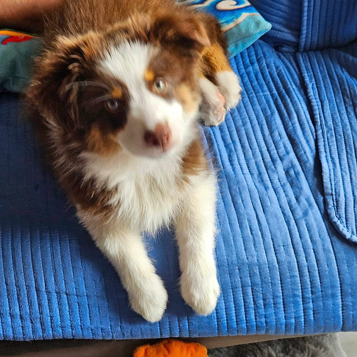 Bao
