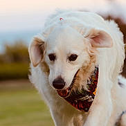 Skye is registered to the contest to win money with this photo: dog, white_dog, bandana, outdoor, grass, happy, pet, animal, playful, fur, canine, nature, walking, close_up, portrait, ears, nose, tongue, daylight, blurred_background