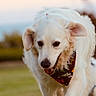 dog, white_dog, bandana, outdoor, grass, happy, pet, animal, playful, fur, canine, nature, walking, close_up, portrait, ears, nose, tongue, daylight, blurred_background