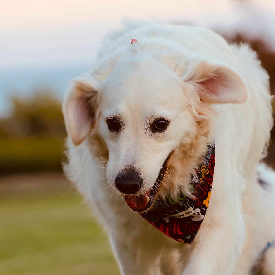 Skye