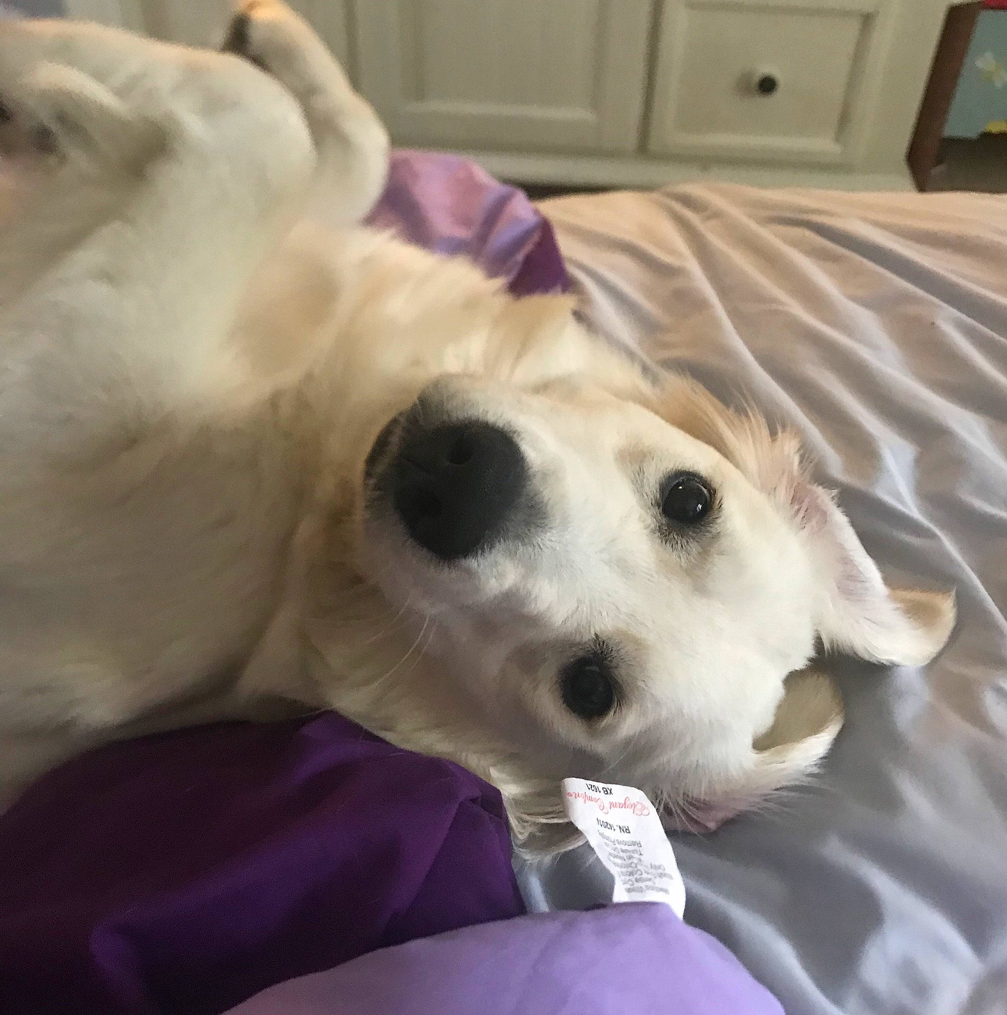 Skye joined the competition — help win amazing prizes! canidae, carnivore, companion_dog, dog, dog_breed, mammal, paw, puppy, puppy_love, russell_terrier, snout, sporting_group, vertebrate