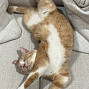 Tanooki is registered to the contest to win money with this photo: cat, sleeping, ginger_cat, white_fur, pet, feline, couch, furniture, relaxation, indoor, cozy, stretching, resting, animal, cute, soft, tabby, peaceful, home, nap