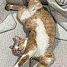 cat, sleeping, ginger_cat, white_fur, pet, feline, couch, furniture, relaxation, indoor, cozy, stretching, resting, animal, cute, soft, tabby, peaceful, home, nap