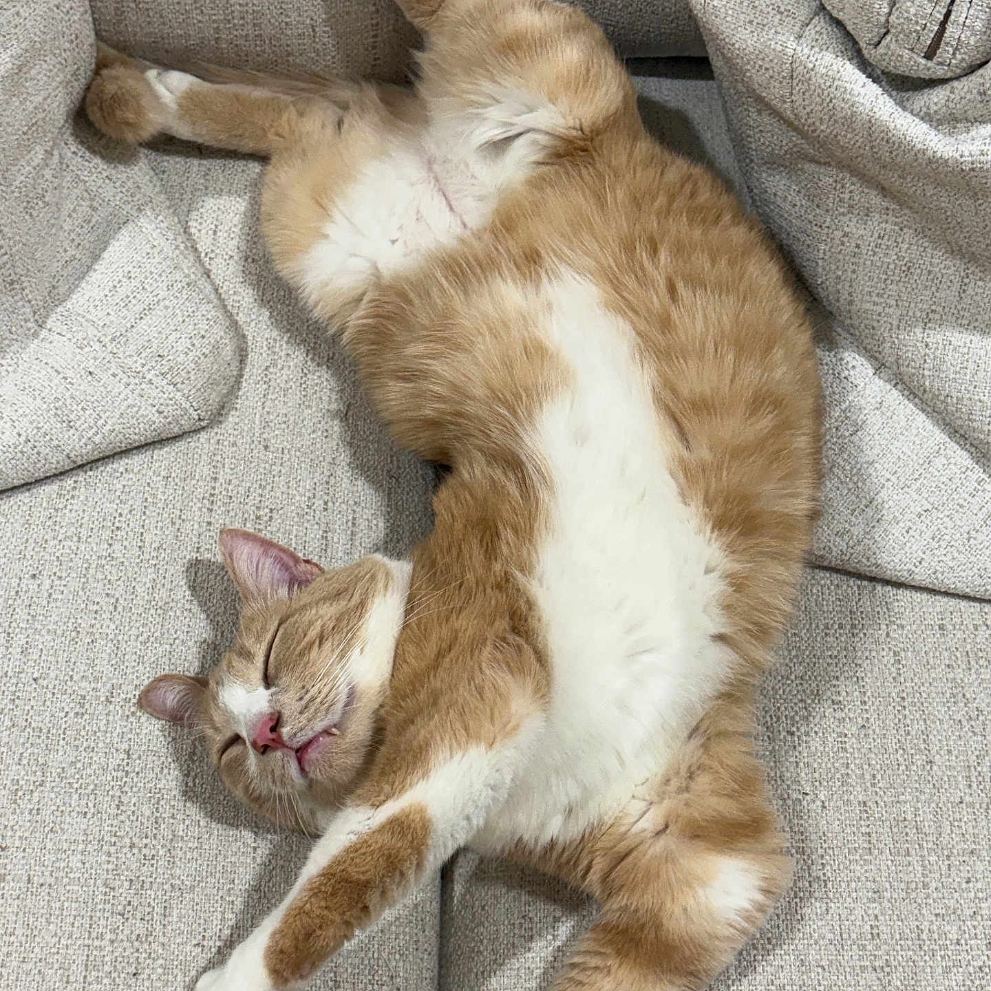 Tanooki