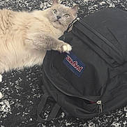 Ximi is registered to the contest to win money with this photo: cat, backpack, carpet, fur, paw, wide_eyes, startled, indoor, black, fabric, zipper, pattern, feline, curious, lying_down, soft, domestic_animal, pet, jan_sport, texture