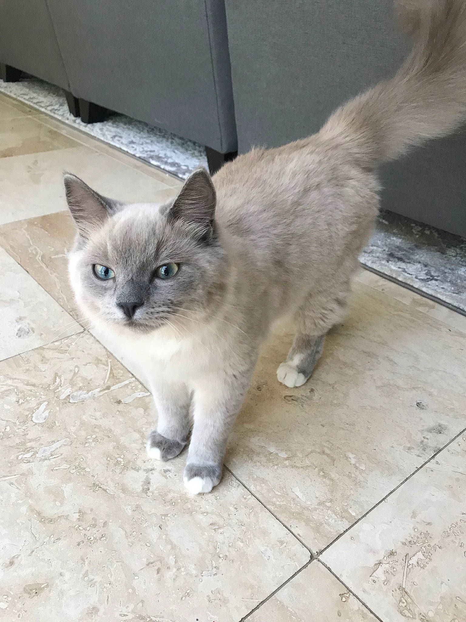 Ximi joined the competition — help win amazing prizes! asian, balinese, burmese, burmilla, carnivore, cat, domestic_short_haired_cat, european_shorthair, fawn, felidae, javanese, kitten, mammal, ojos_azules, small_to_medium_sized_cats, tail, thai, tonkinese, vertebrate, whiskers