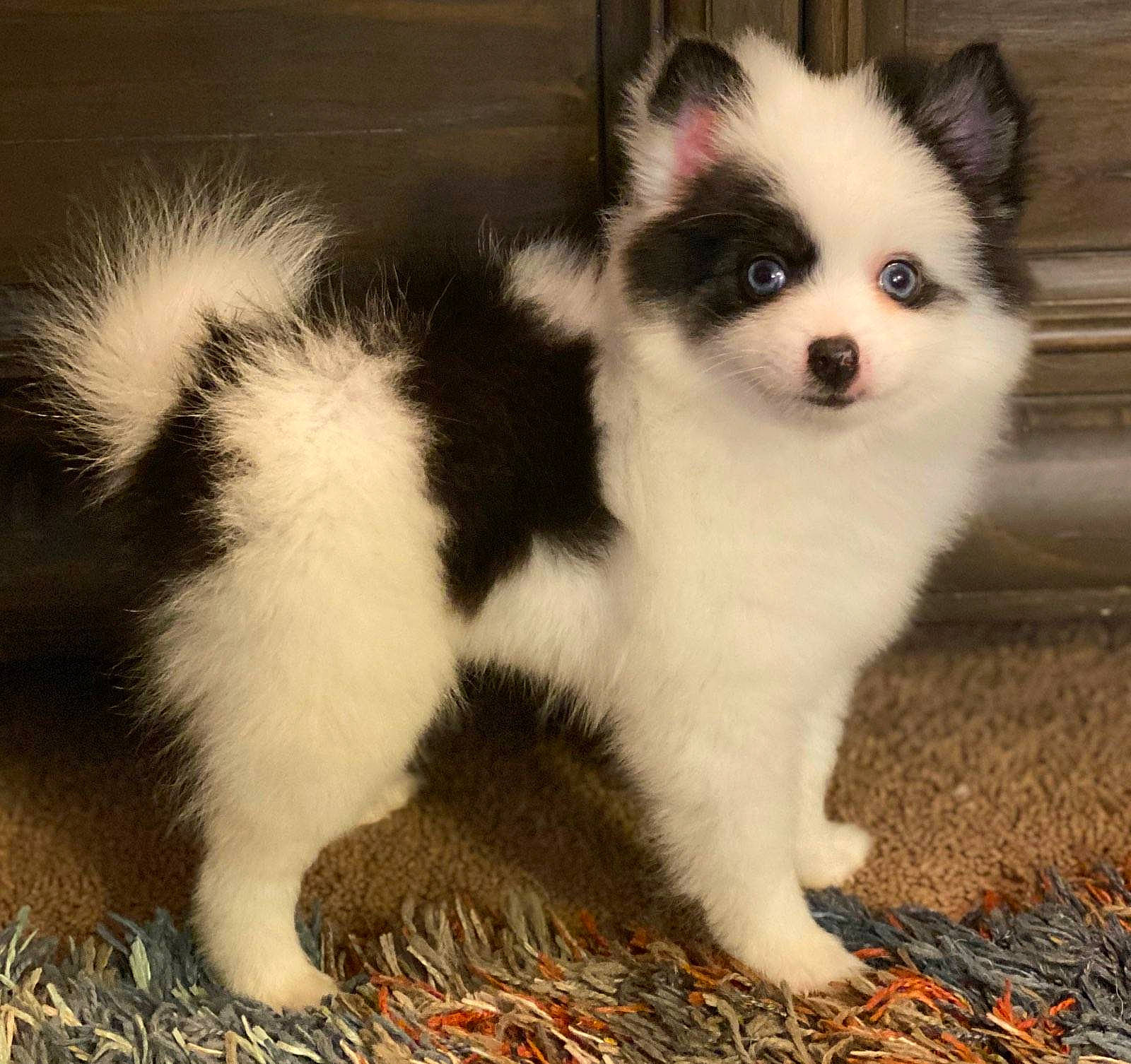 Cookie is registered to the contest to win money with this photo: ancient_dog_breeds, canidae, carnivore, companion_dog, dog, dog_breed, german_spitz, german_spitz_klein, german_spitz_mittel, mammal, papillon, pomeranian, puppy, rare_breed_dog, spitz, sporting_group, thai_bangkaew_dog, vertebrate