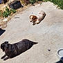 Penny is registered to the contest to win money with this photo: animal, black_dog, brown_and_white_dog, concrete, daytime, dog, grass, laying_down, nature, outdoor, pet, plants, relaxing, shadow, summer, sunbathing, sunlight, trash_bin, two_dogs, yard
