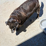 Penny is registered to the contest to win money with this photo: animal, black_dog, canine, collar, concrete, crumpled_paper, curious, daylight, dog, domestic_animal, ground, outdoor, pet, shadow, side_view, small_object, sniffing, standing, sunlight, water_bowl