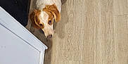 Gingersnap joined the competition — help win amazing prizes! animal, beagle, canine, dog, hardwood, hound, indoors, interiordesign, pet, plywood, pointer, puppy, stainedwood, wood, woodpanels