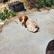 Gingersnap joined the competition — help win amazing prizes! animal, backyard, brown_and_white, canine, concrete, curious, daylight, debris, dog, grass, grazing, nature, outdoor, partial, pet, plants, resting, speckled, sunlight, weeds