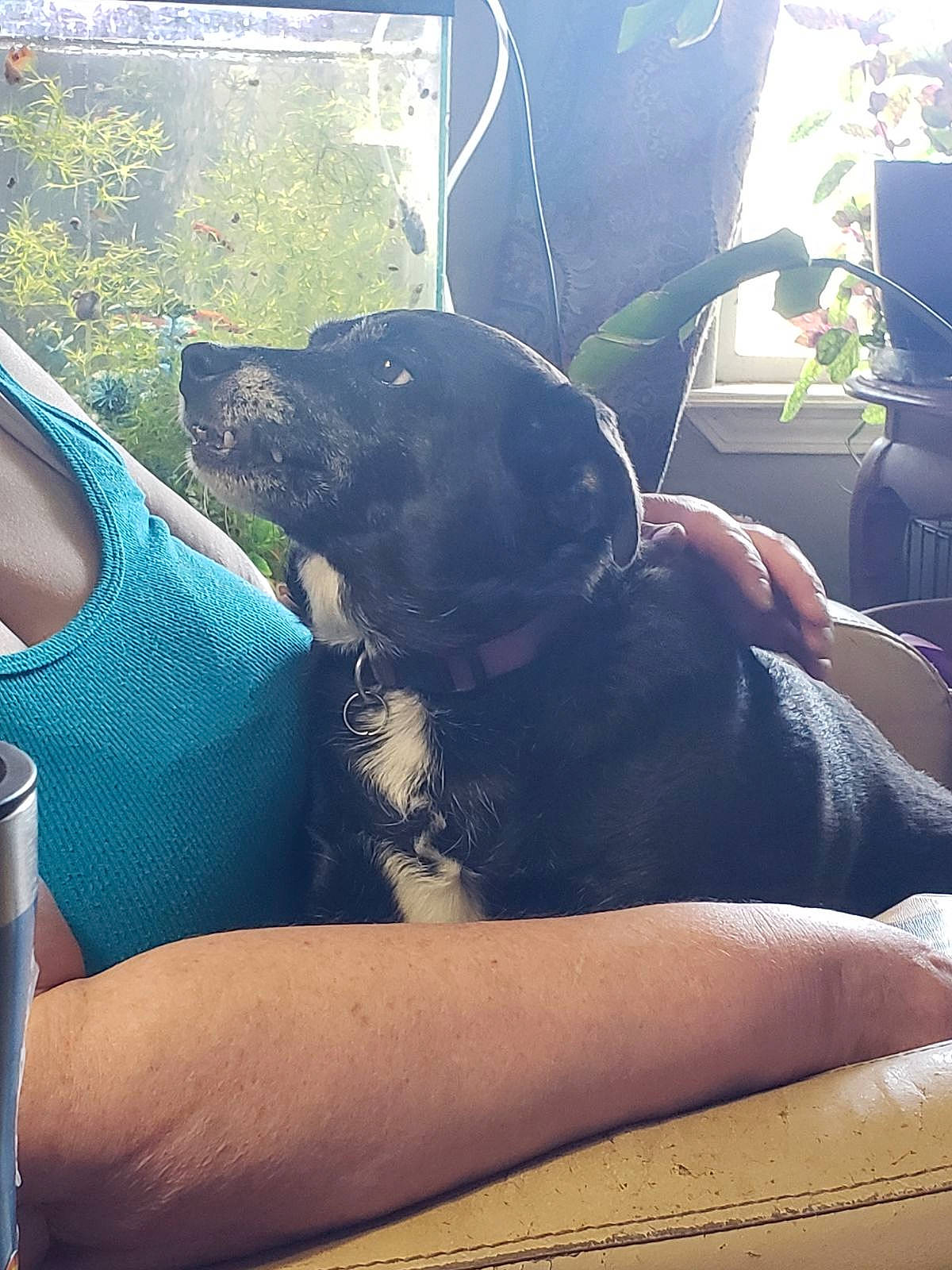 Penny joined the competition — help win amazing prizes! carnivore, comfort, companion_dog, cool, dog, dog_breed, fawn, gesture, grass, happy, human_leg, plant, sitting, snout, sporting_group, sunlight, thigh, tints_and_shades, vehicle_door, working_animal