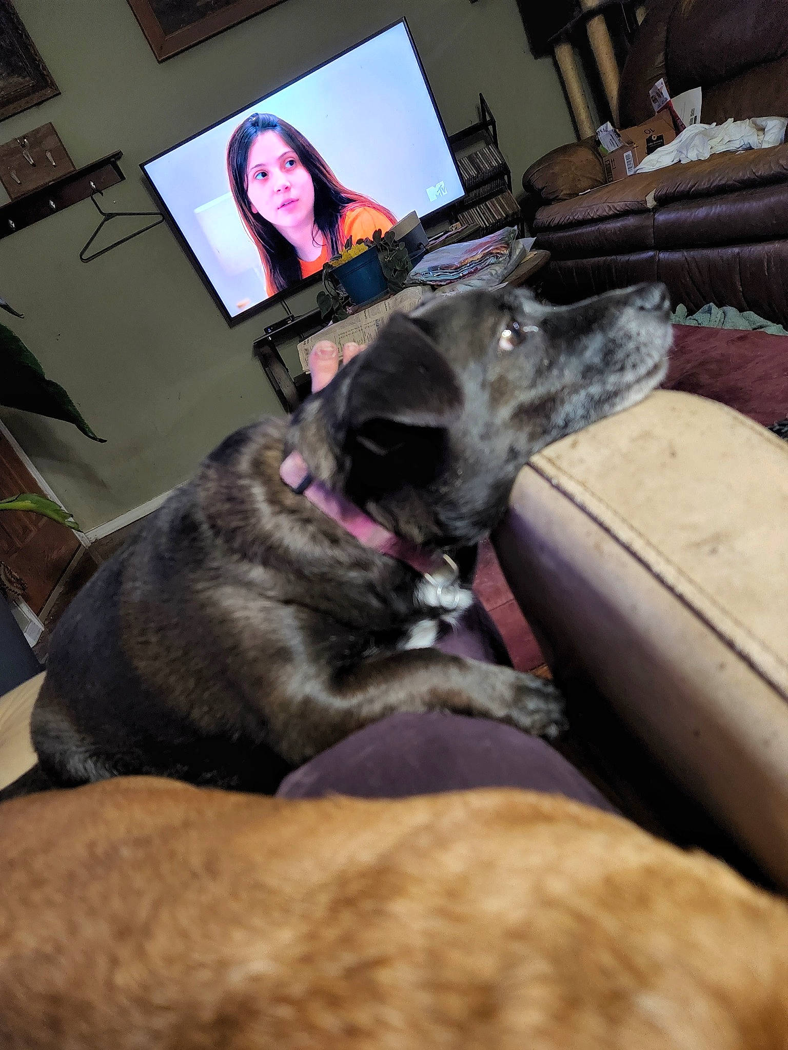 Penny joined the competition — help win amazing prizes! carnivore, comfort, companion_dog, couch, desk, dog, dog_breed, fawn, fur, guard_dog, lap, living_room, mammal, picture_frame, snout, sporting_group, table, television, vertebrate, whiskers