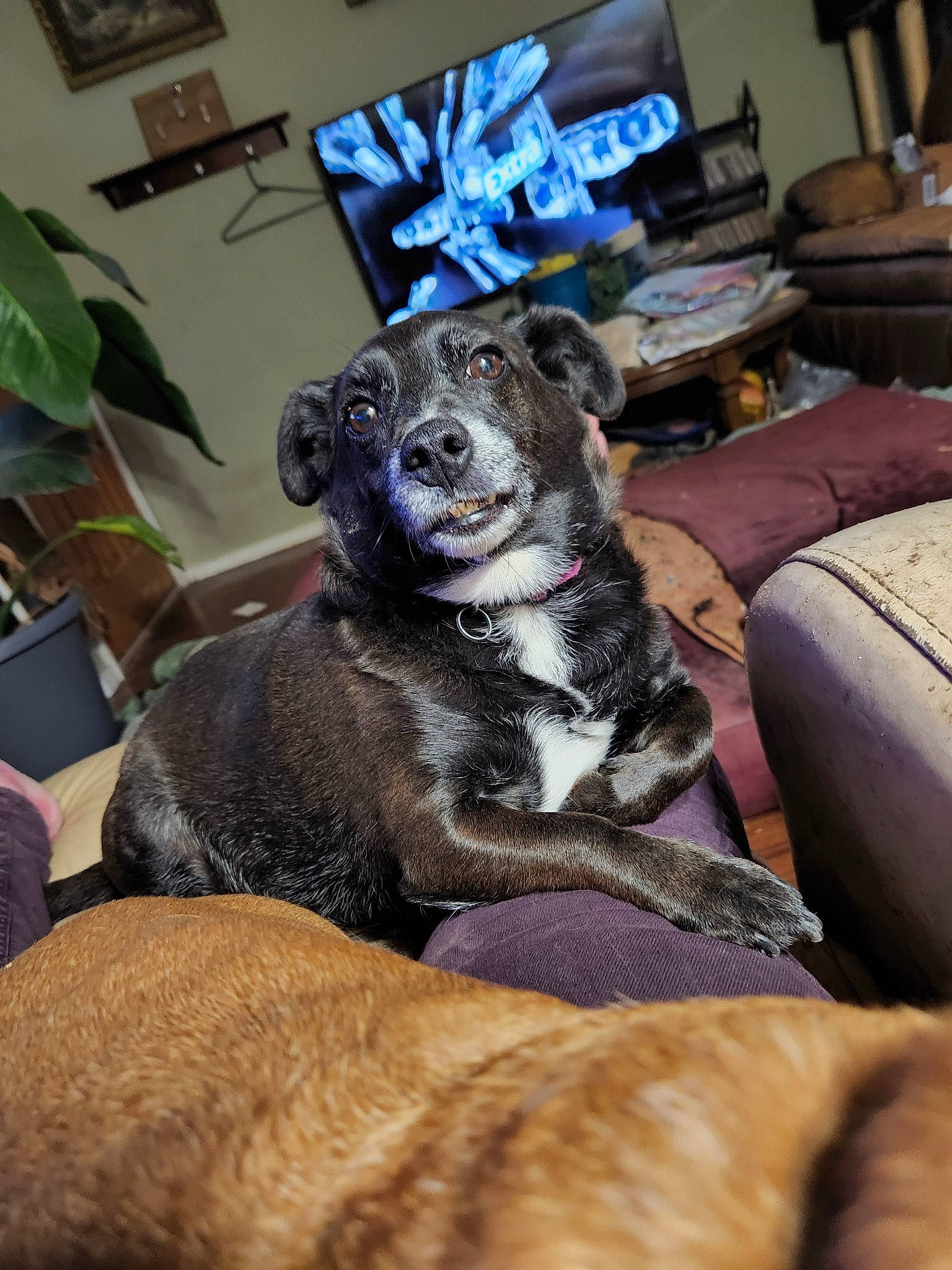 Penny joined the competition — help win amazing prizes! canidae, carnivore, comfort, companion_dog, couch, dog, dog_breed, fur, hardwood, houseplant, living_room, non_sporting_group, paw, picture_frame, plant, room, television, terrestrial_animal, whiskers, working_animal