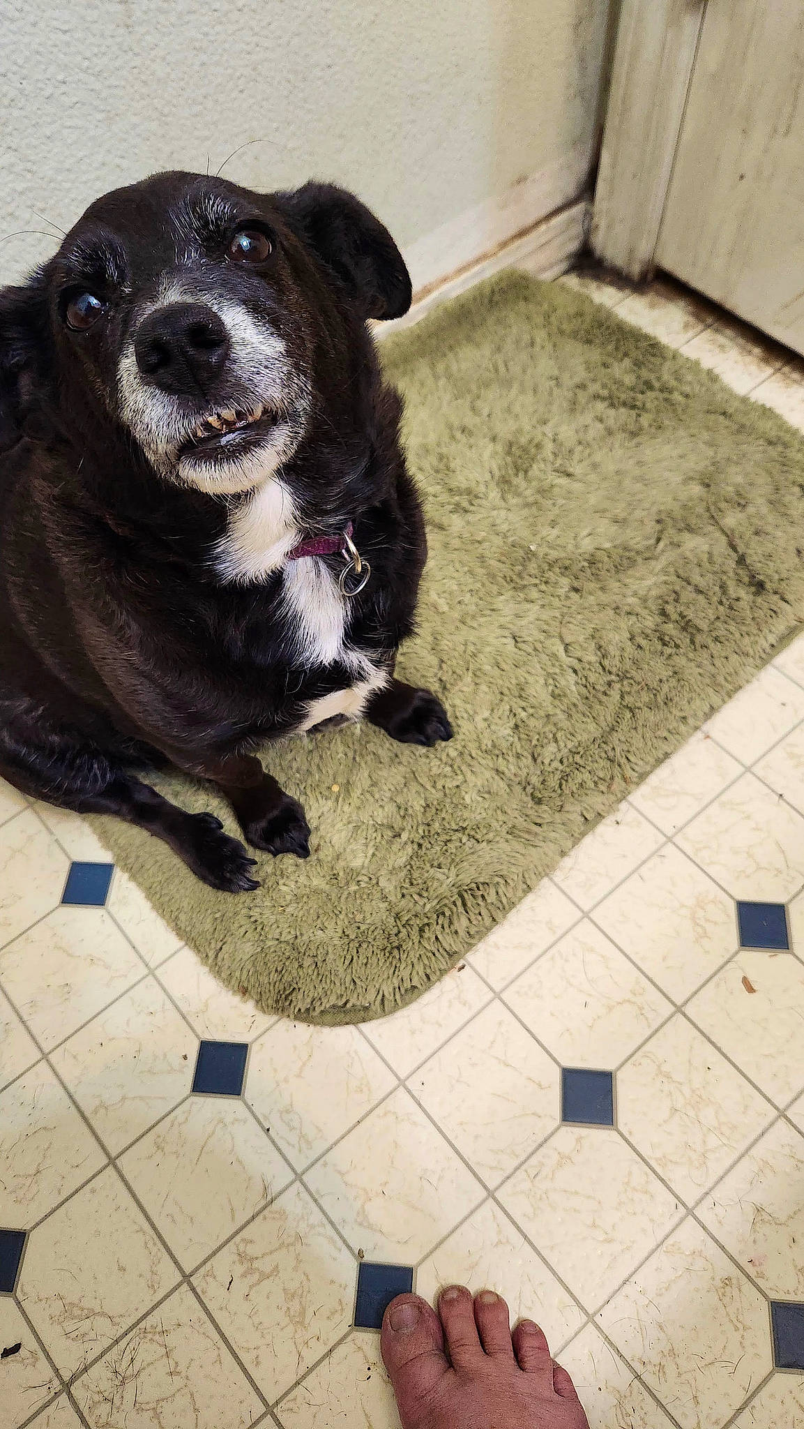 Penny joined the competition — help win amazing prizes! carnivore, cobblestone, collar, companion_dog, dog, dog_breed, floor, flooring, foot, fur, grass, human_leg, non_sporting_group, road_surface, shadow, snout, terrestrial_animal, tile, whiskers, working_animal