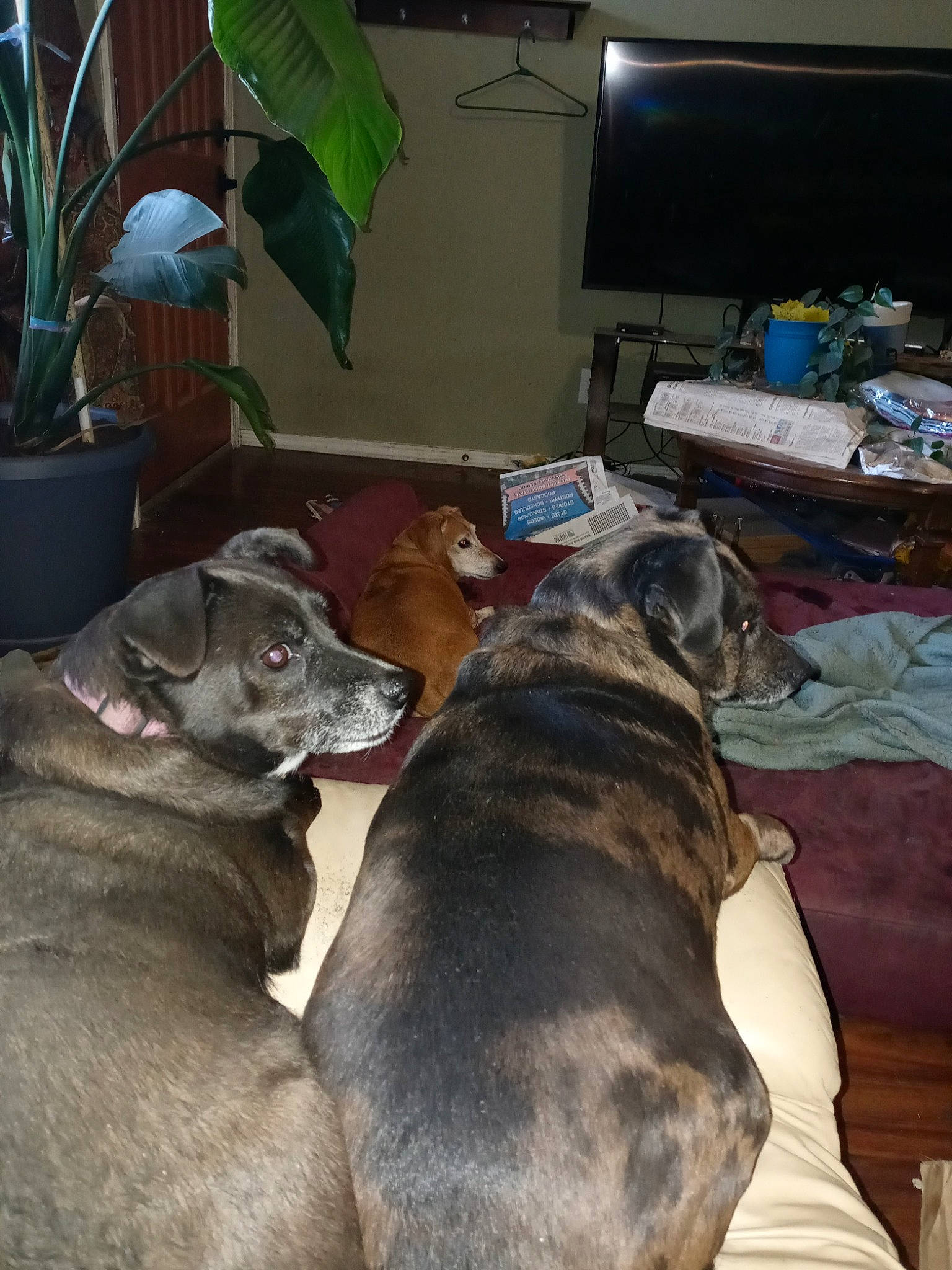 Spring is registered to the contest to win money with this photo: canidae, carnivore, collar, comfort, companion_dog, computer_monitor, dog, dog_breed, fawn, flowerpot, fur, guard_dog, home_appliance, houseplant, non_sporting_group, plant, snout, sporting_group, television, working_animal