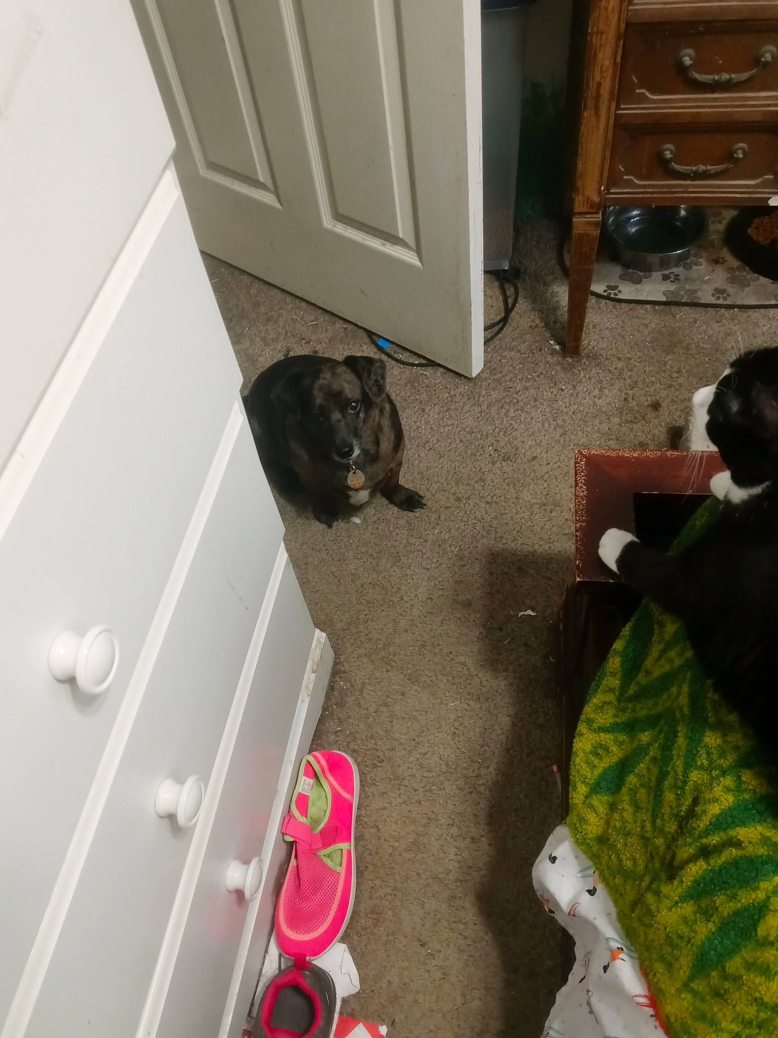 Spring is registered to the contest to win money with this photo: brown, cabinetry, carnivore, cat, chest_of_drawers, comfort, drawer, felidae, floor, flooring, hardwood, laminate_flooring, property, room, small_to_medium_sized_cats, sporting_group, tail, wood, wood_flooring, wood_stain