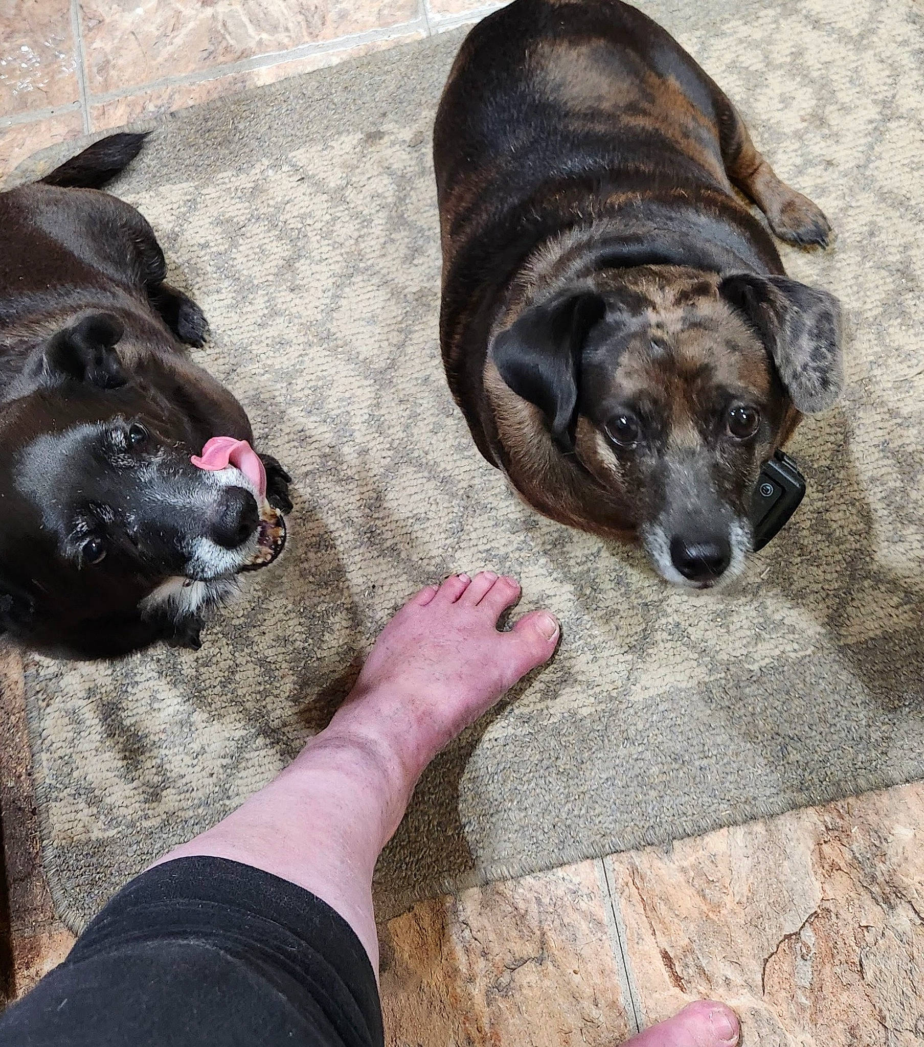 Spring joined the competition — help win amazing prizes! canidae, carnivore, collar, comfort, companion_dog, dog, dog_breed, fawn, foot, fur, guard_dog, non_sporting_group, paw, pet_supply, snout, sporting_group, terrestrial_animal, working_animal, working_dog