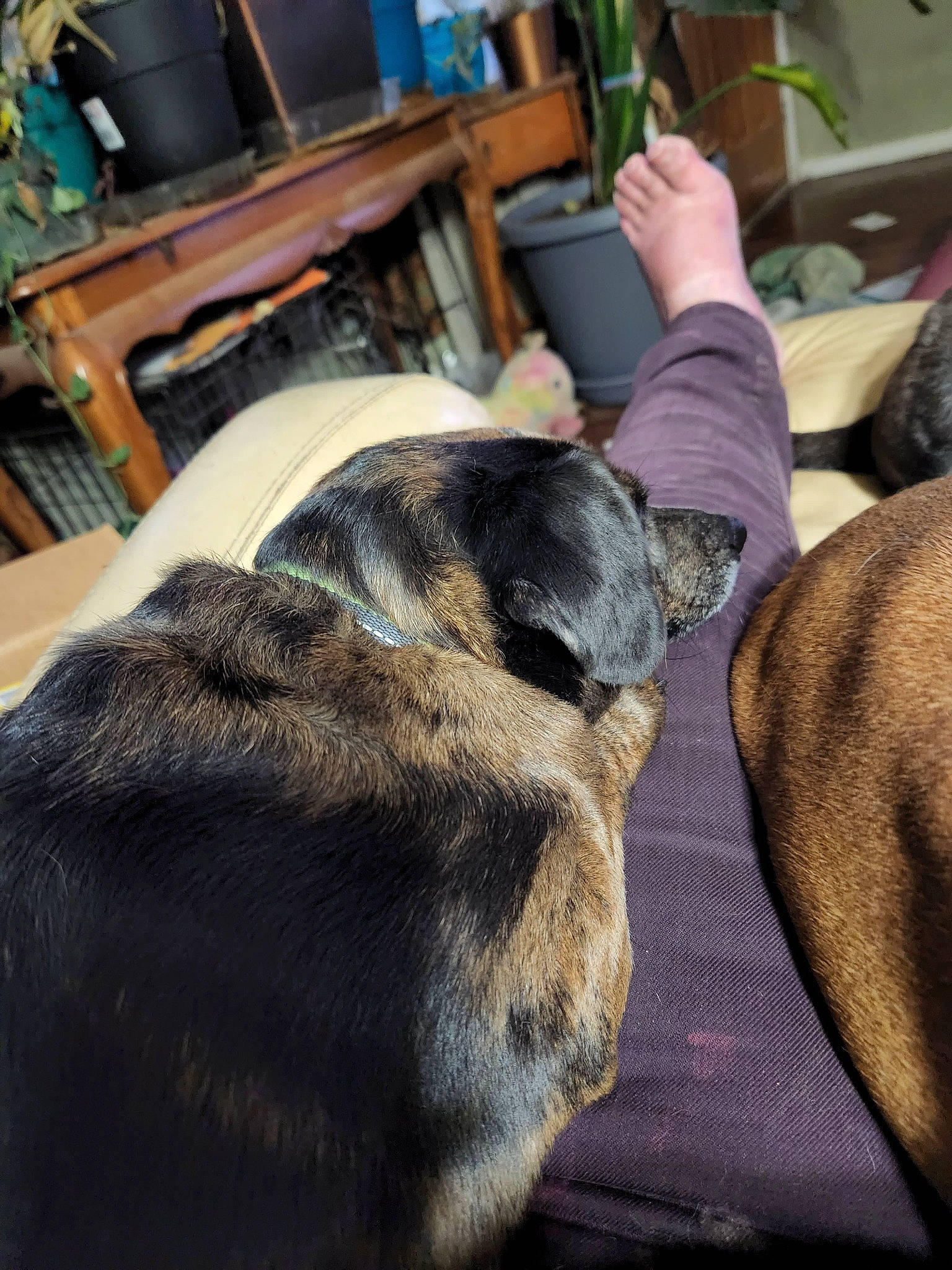 Spring joined the competition — help win amazing prizes! carnivore, chair, comfort, companion_dog, dog, dog_breed, fur, hardwood, houseplant, nap, natural_material, room, sporting_group, terrestrial_animal, wood, working_animal