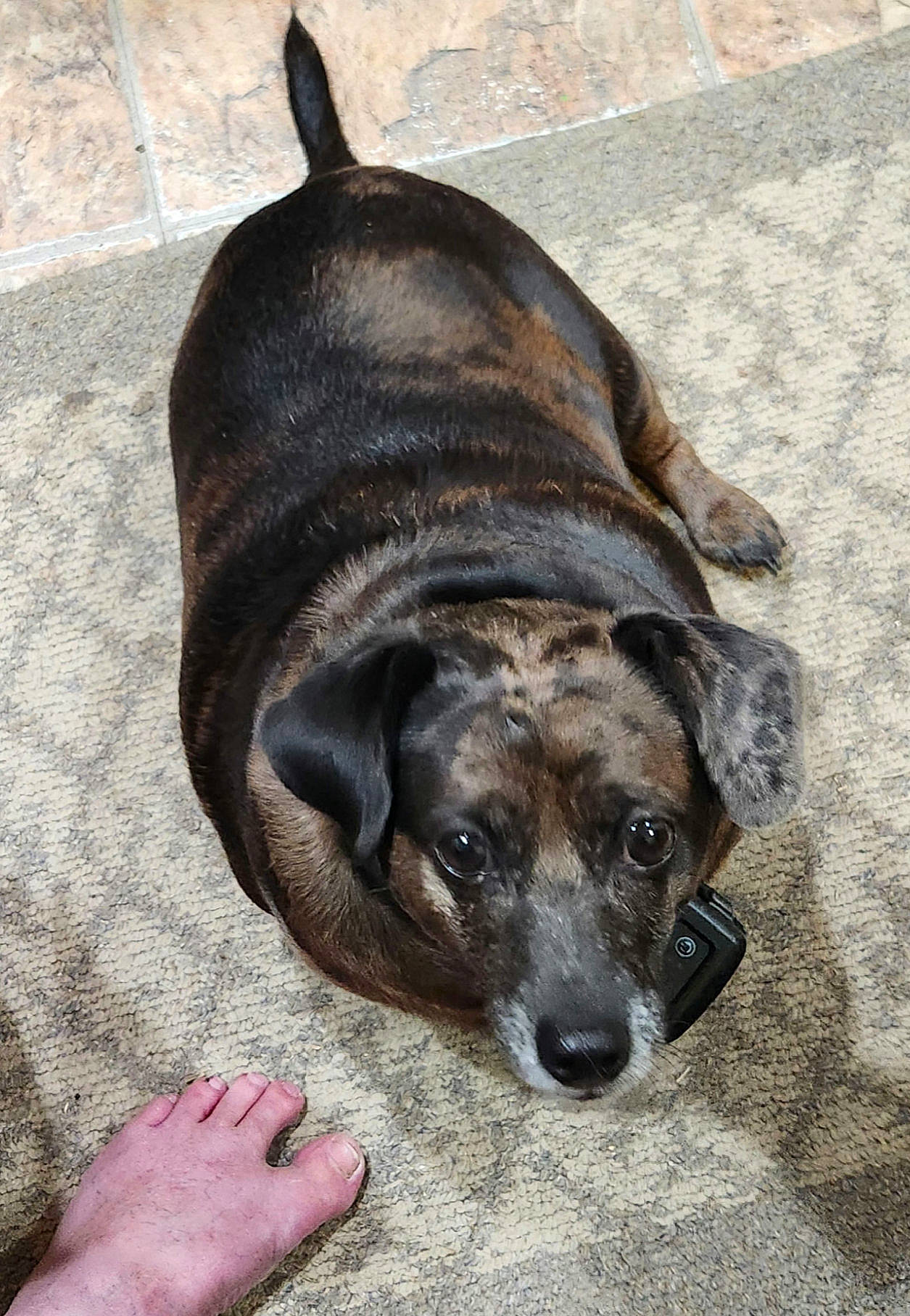 Spring joined the competition — help win amazing prizes! canidae, carnivore, companion_dog, dog, dog_breed, fawn, foot, fur, grey, guard_dog, non_sporting_group, pet_supply, sporting_group, terrestrial_animal, whiskers, working_animal, working_dog