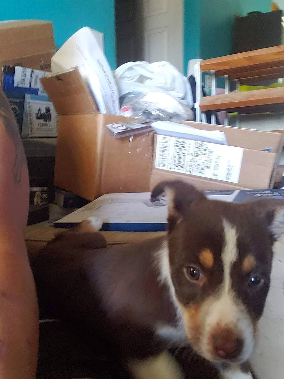 Tipper joined the competition — help win amazing prizes! box, cardboard, carnivore, carton, chair, comfort, companion_dog, dog, dog_breed, fur, herding_dog, room, shipping_box, snout, sporting_group, terrestrial_animal, toy_dog, whiskers, working_animal, working_dog