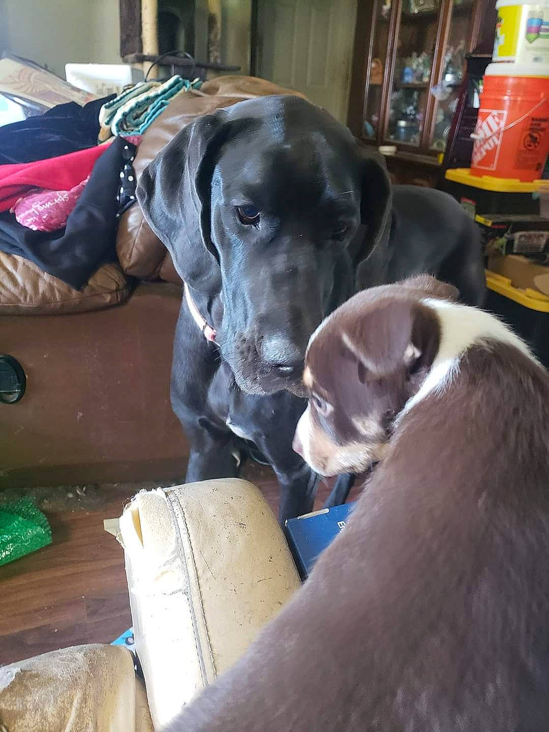 Tipper joined the competition — help win amazing prizes! borador, canidae, carnivore, collar, comfort, companion_dog, dog, dog_breed, dog_collar, fawn, fur, guard_dog, gun_dog, hunting_dog, liver, non_sporting_group, snout, sporting_group, working_animal