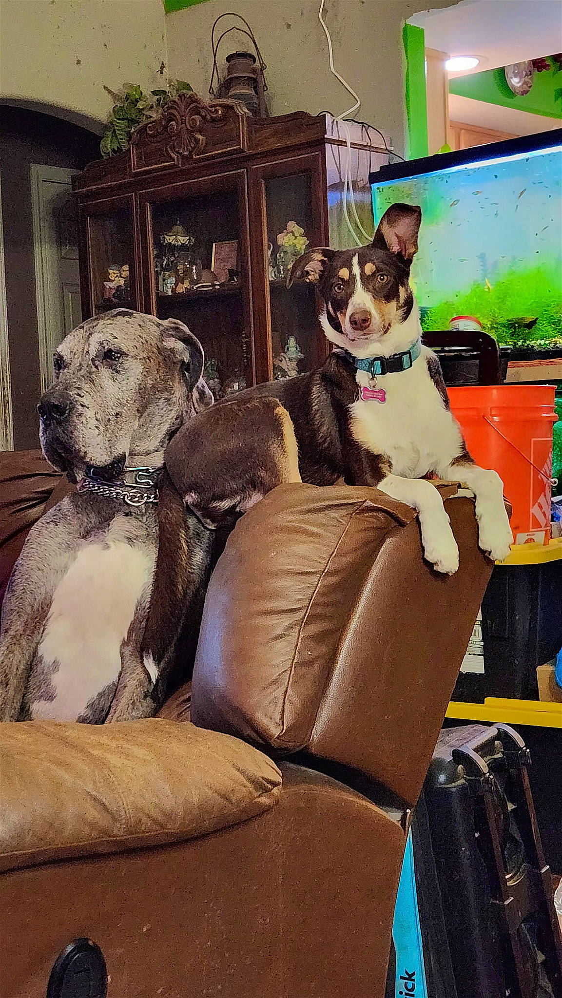 Tipper is registered to the contest to win money with this photo: art, bag, canidae, carnivore, collar, comfort, companion_dog, couch, dog, dog_breed, dog_collar, dog_supply, fawn, luggage_and_bags, picture_frame, plant, room, sporting_group, toy_dog, working_animal