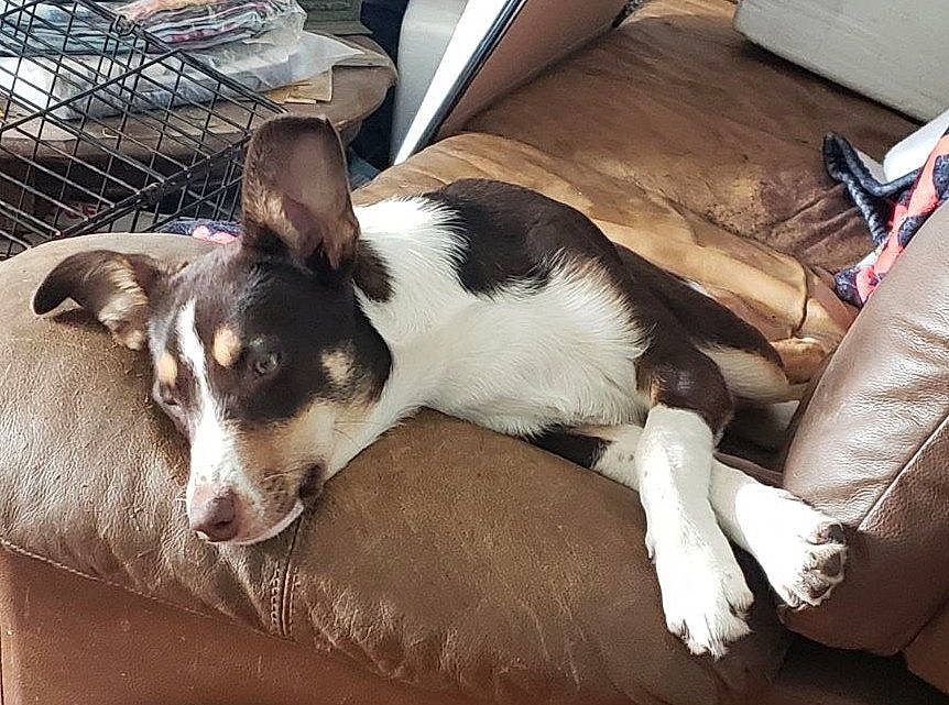 Tipper is registered to the contest to win money with this photo: canidae, carnivore, comfort, companion_dog, couch, dog, dog_breed, fur, non_sporting_group, paw, terrestrial_animal, whiskers, working_animal