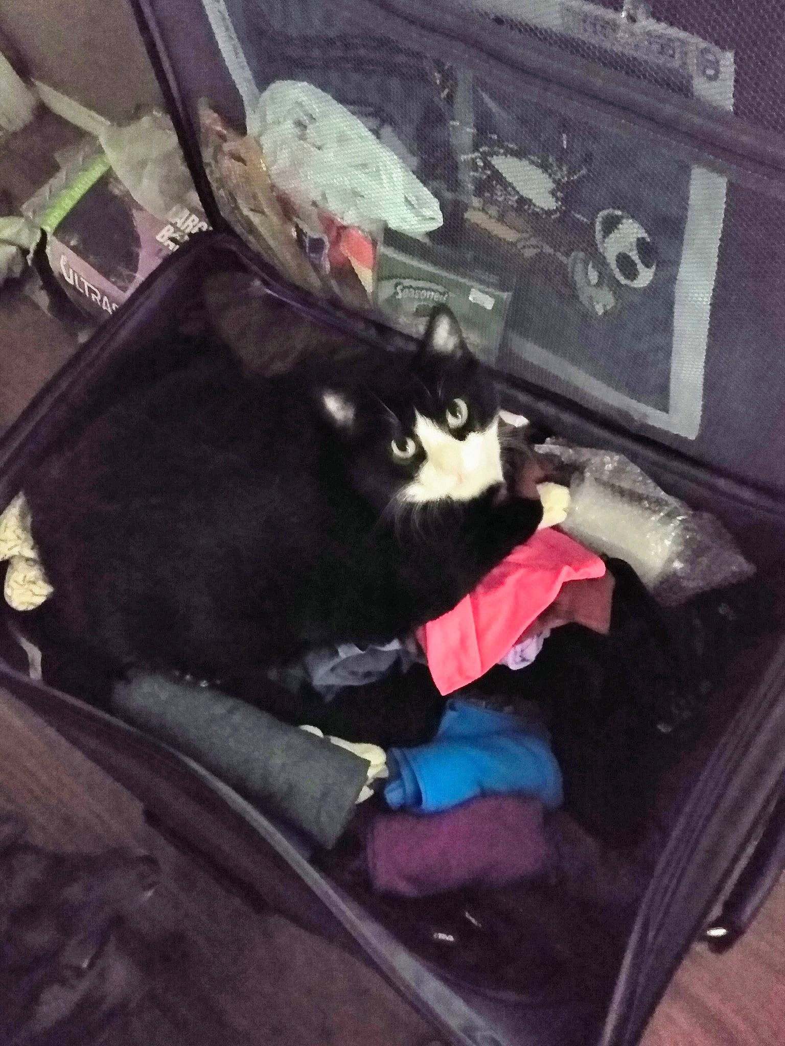 Smoky joined the competition — help win amazing prizes! auto_part, automotive_exterior, bag, canidae, car_seat, carnivore, cat, comfort, companion_dog, felidae, fur, lap, luggage_and_bags, luxury_vehicle, metal, motor_vehicle, small_to_medium_sized_cats, trunk, vehicle_door, whiskers