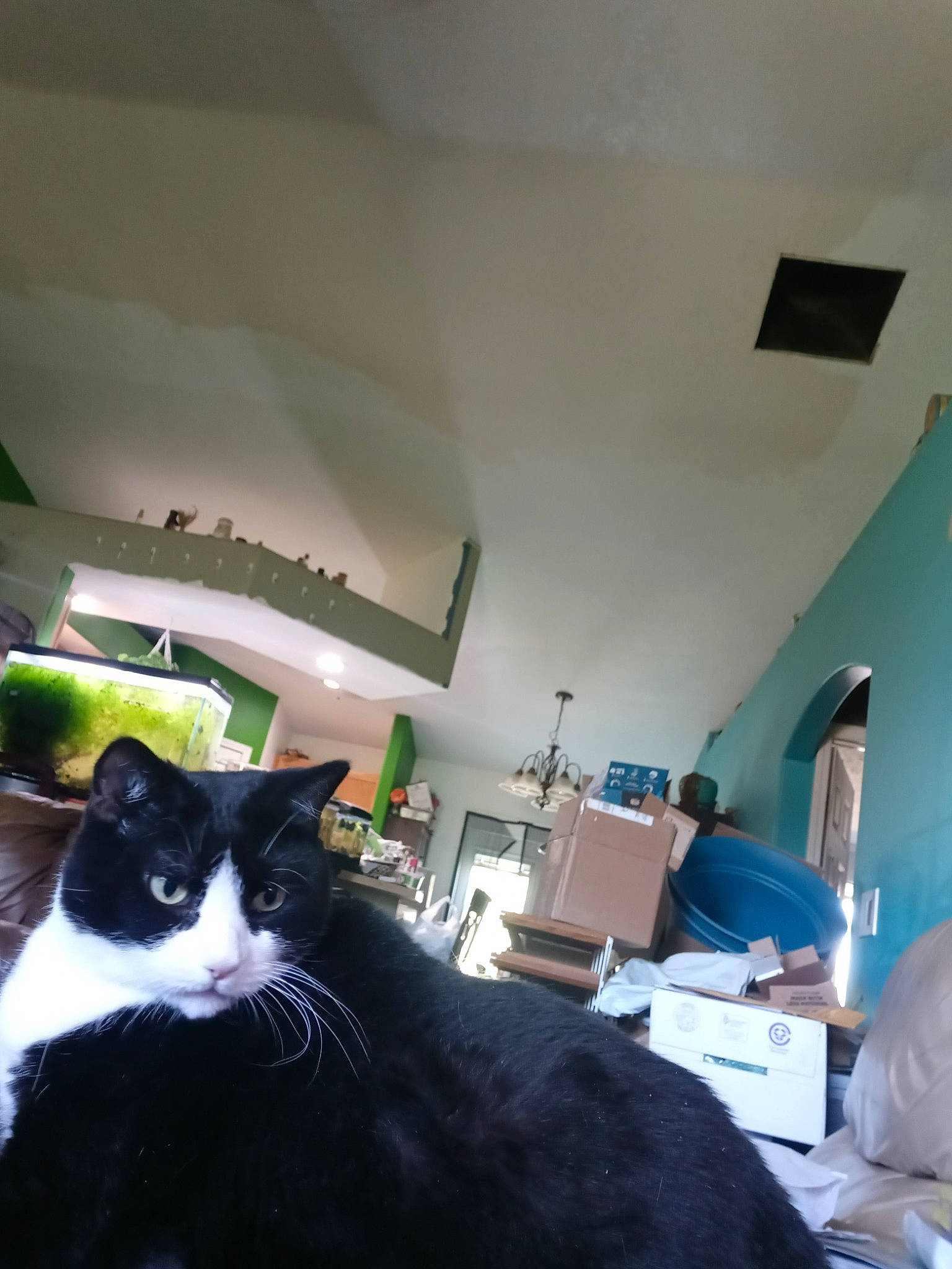 Smoky is registered to the contest to win money with this photo: black_cat, carnivore, cat, ceiling, chair, comfort, domestic_short_haired_cat, felidae, flooring, formal_wear, fur, houseplant, living_room, plant, room, sitting, small_to_medium_sized_cats, tail, whiskers, window