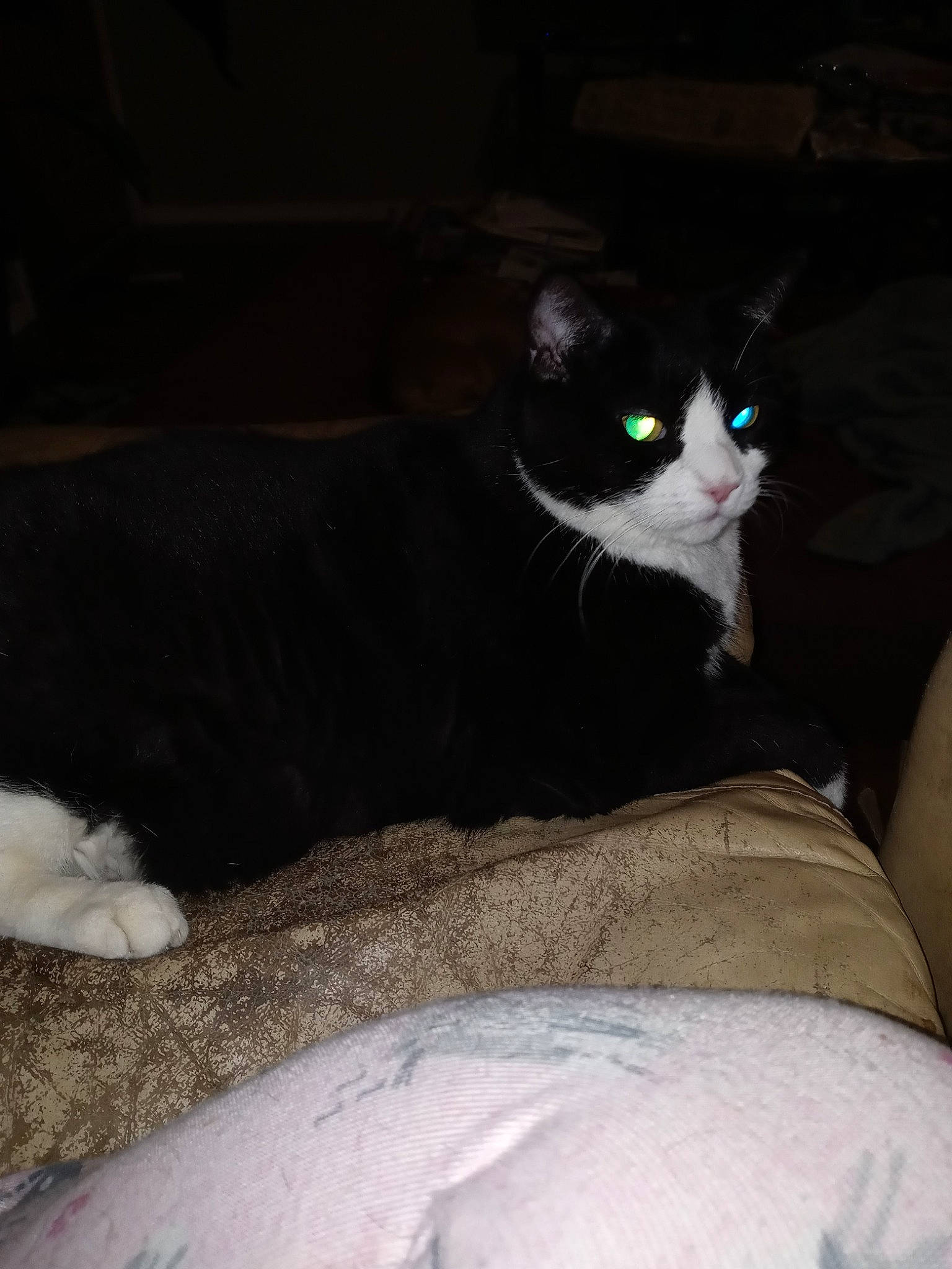 Smoky joined the competition — help win amazing prizes! auto_part, bedding, black_cat, carnivore, cat, comfort, darkness, domestic_short_haired_cat, felidae, fur, grey, human_leg, linens, paw, small_to_medium_sized_cats, snout, tail, tints_and_shades, whiskers, window