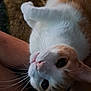 belly, cat, close_up, cute, eyes, feline, fur, home, human_arm, indoor, mammal, nose, orange_and_white, paw, pet, portrait, relaxed, soft_texture, upside_down, whiskers