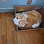 Oliver is registered to the contest to win money with this photo: cat, orange_cat, cardboard_box, box, wooden_floor, indoor, peeling_paint, whiskers, pet, feline, hardwood, looking_up, cozy, curled_up, domestic, portrait, close_up, household, flooring, wall