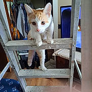 Max is registered to the contest to win money with this photo: kitten, cat, ladder, indoor, climbing, orange_and_white, curious, metal, wood_floor, clothing, closet, shelf, furniture, television, pet, domestic_animal, household, young_cat, curiosity, home
