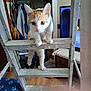 kitten, cat, ladder, indoor, climbing, orange_and_white, curious, metal, wood_floor, clothing, closet, shelf, furniture, television, pet, domestic_animal, household, young_cat, curiosity, home