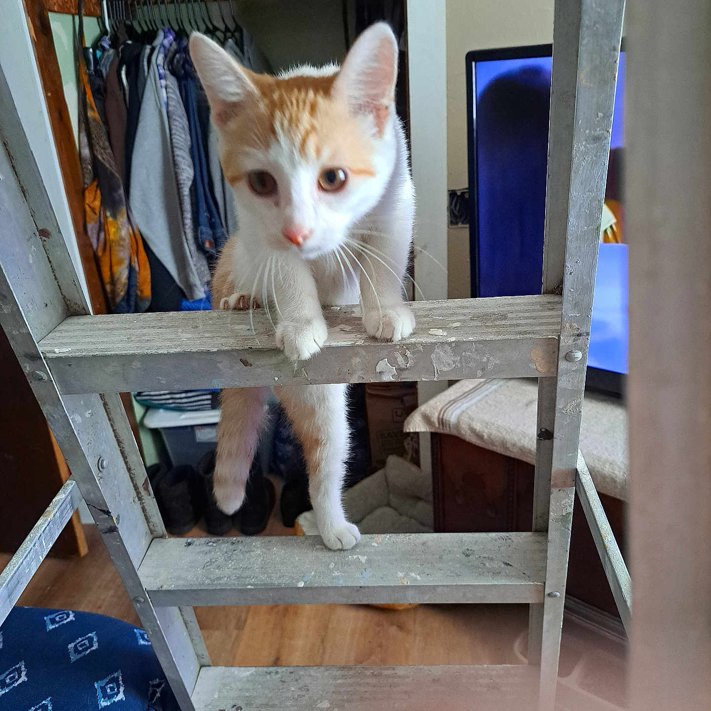 Max is registered to the contest to win money with this photo: cat, climbing, closet, clothing, curiosity, curious, domestic_animal, furniture, home, household, indoor, kitten, ladder, metal, orange_and_white, pet, shelf, television, wood_floor, young_cat