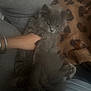 animal, blanket, bracelet, cat, closeup, comfort, couch, cozy, domestic, fluffy_cat, fur, furniture, gray_cat, indoor, leopard_print, person_hand, pet, relaxed, resting, seated